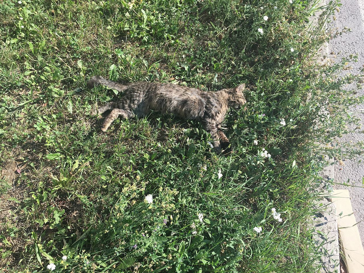 Mŕtva mačka, , Levice | Odkazprestarostu.sk