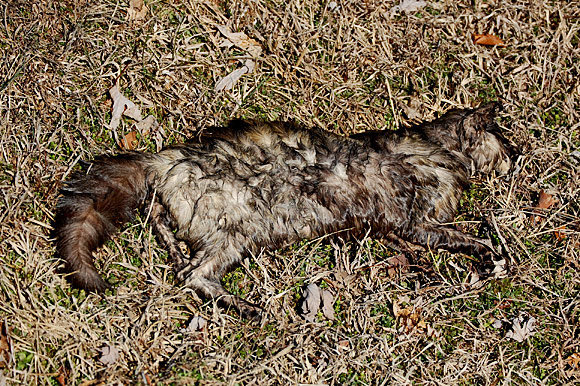 Mŕtva mačka vo vysokom štádiu rozkladu v strede ulice, Ružinov, Bratislava  | Odkazprestarostu.sk